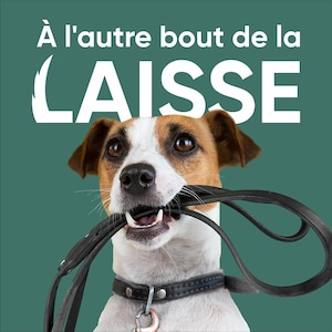 Un chien tient une laisse dans sa gueule.