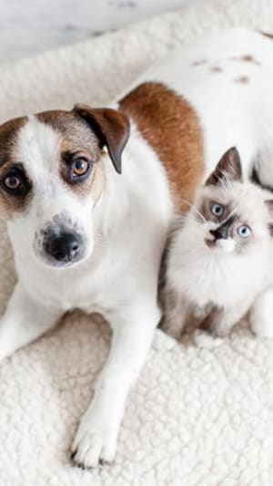 Un chiot et un chaton sur un coussin.