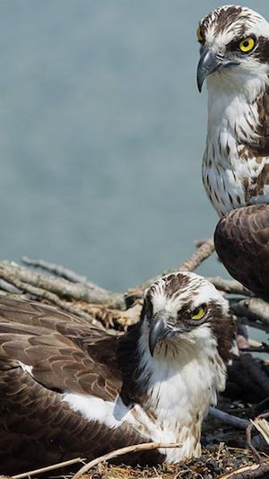 Deux balbuzards pêcheurs sur leur nid.