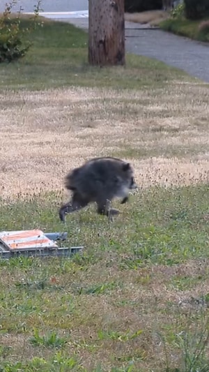 Un raton laveur avec une malformation de la colonne vertébrale qui confère à son dos une forme courte et arrondie.