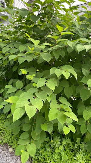 Des plantes envahissantes bordent une résidence.