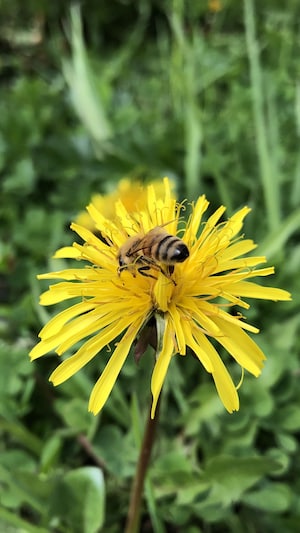 Une abeille butine un pissenlit.