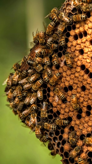 Une section d'une ruche d'abeille près d'Edmonton en août 2023.