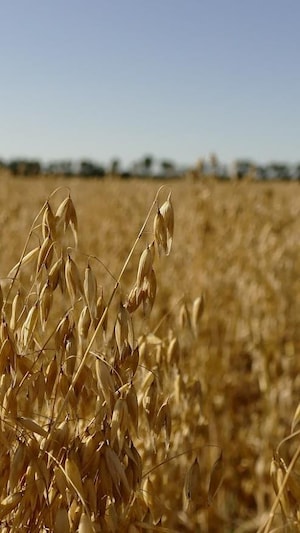 De l'avoine dans un champ à Elie au Manitoba, le 9 août 2024.