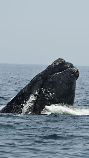 Une baleine qui sort de l'eau