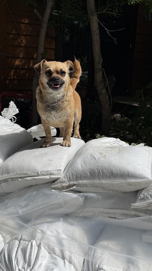 Bonita sur un tas de sac de sacle