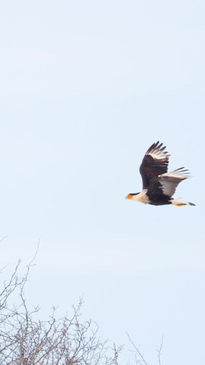 L'oiseau en plein vol.