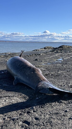 Une carcasse de baleine sur le rivage près du fleuve Saint-Laurent.