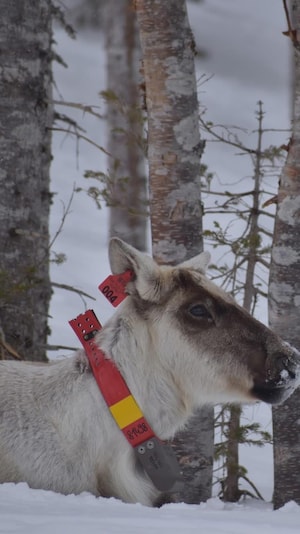 Un caribou porte un collier rouge. Il est étendu par terre dans la neige.