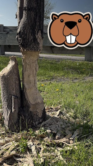 Un tronc d'arbre rongé par un castor et une icône de castor en haut à droite