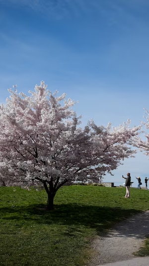 Des visiteurs prennent des photos des cerisiers en fleurs au parc Larry Berg Flight Path, à Richmond, en Colombie-Britannique, le 31 mars 2026.