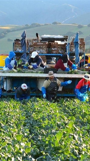 La récolte d'une partie des champs de brocolis de VegKiss, Salinas, Californie.