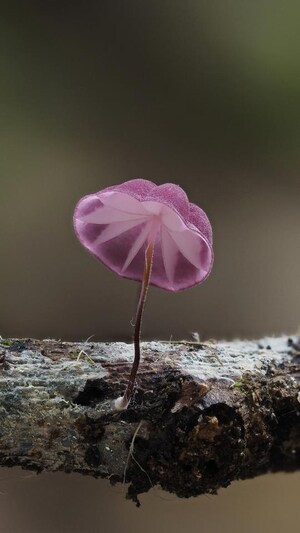 Un Marasmius haematocephalus aperçu dans la réserve naturelle de Bukit Kiara, à Kuala Lumpur.