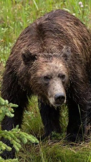 Un grizzli adulte au pelage sombre et mouillé marche dans les hautes herbes d'un champ sauvage.  