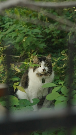 Un chat blanc et tigré au milieu de feuilles.