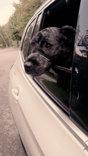 Un chien dans une voiture.