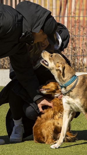 Deux personnes regardent deux chiens de près dans un parc.