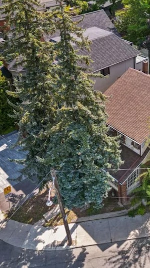 L'abattage de trois arbres matures est au cœur d'une controverse dans le secteur de Mount Pleasant et St. Clair.
