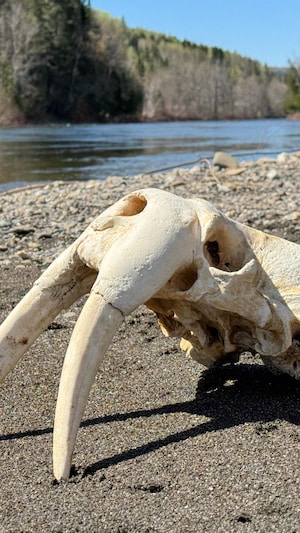 Un crâne de morse avec deux défenses est posé sur le sable d'une rivière de la rivière Matane.