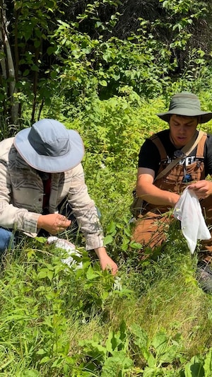 Deux hommes accroupis dans le gazon à la recherche de plantes.
