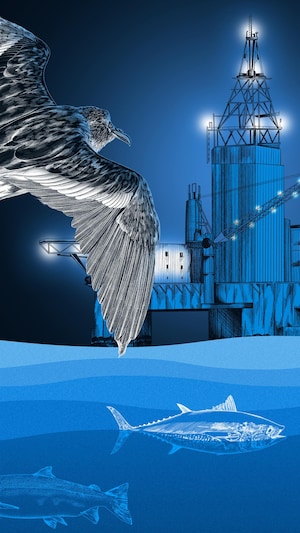 Illustration d'un oiseau, appelé océanite-cul-blanc, volant vers une plateforme pétrolière éclairée la nuit. Sous les vagues, on y voit un saumon de l'Atlantique et un thon rouge.