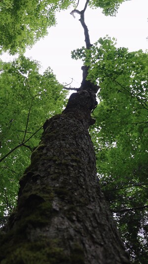 Un arbre dans une forêt.