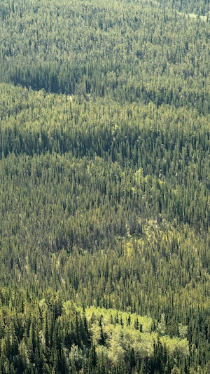 Une forêt d'épinette dans le Yukon.