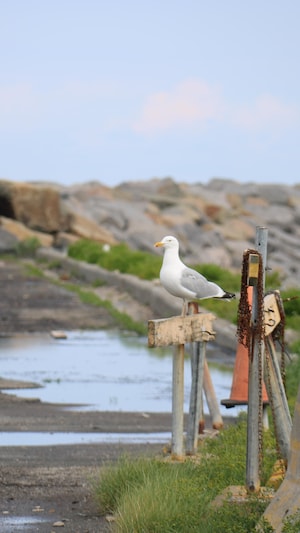 Un goéland posé sur une barrière abîmée du port de Matane.