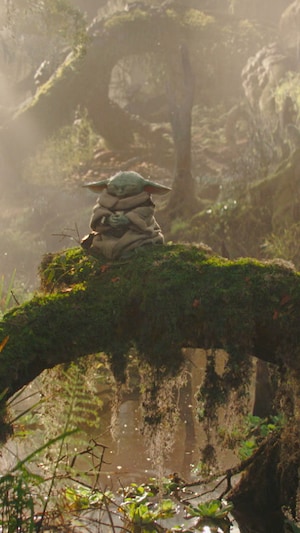 Grogu médite sur la racine d'un arbre.