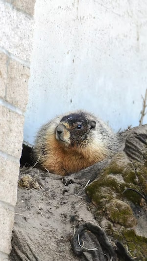 Une marmotte à ventre jaune.