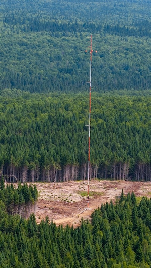 Une forêt dense avec une zone éclaircir où on voit un grand poteau dans les airs.