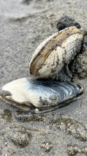 Deux myes communes sont posées sur le sable. 