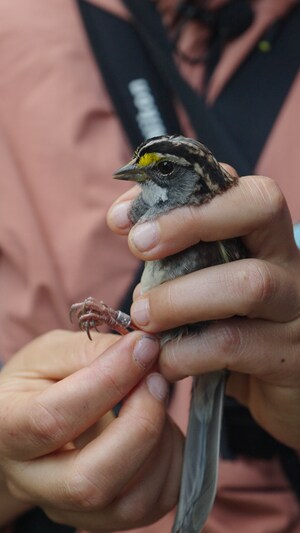 Un oiseau avec une bague d'identification entre les mains d'une bénévole.