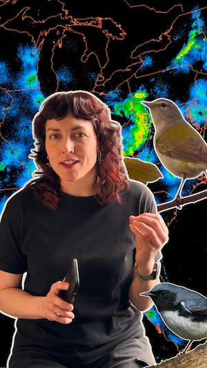 Montage photo de la journaliste Marianne Desautels, avec deux oiseaux et une carte de radars météo.