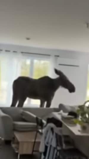 Un orignal dans une maison.