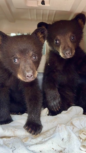 Les deux oursons dans une petite cage.