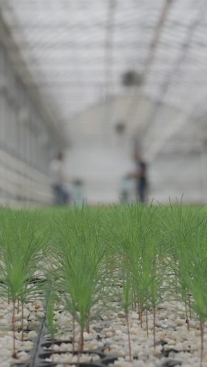 Des plants poussent dans une serre.