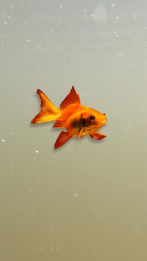 Un montage photo d'un poisson rouge dans l'eau.