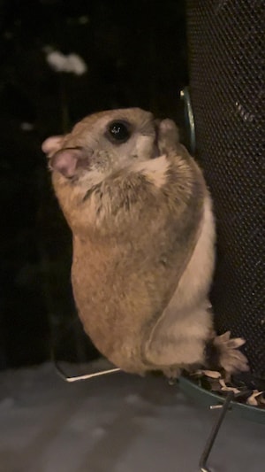 Un polatouche sur une mangeoire pour oiseaux
