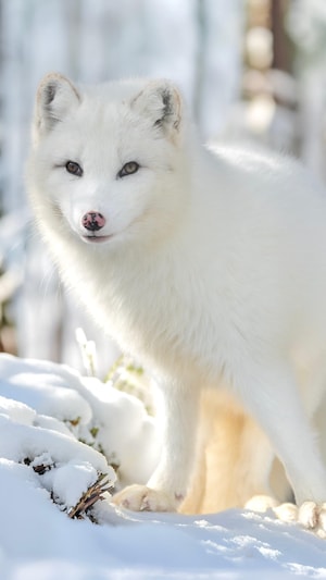 Un renard arctique en hiver.