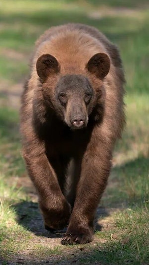 Un ours avance dans un sentier. 