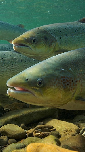Plusieurs saumons atlantiques sous l'eau, nageant vers la gauche de l'image, près du fond couvert de roches.