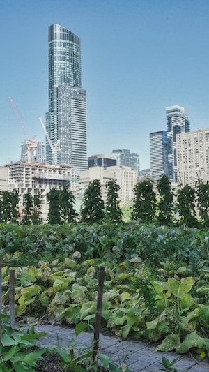 Au premier plan des végétaux poussent sur un toit d'immeuble, en arrière-plan on peut voir des gratte--ciels de Toronto.