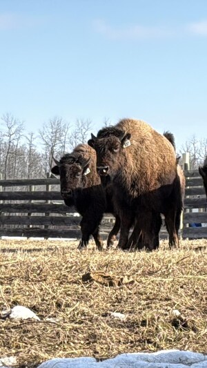 Les bisons