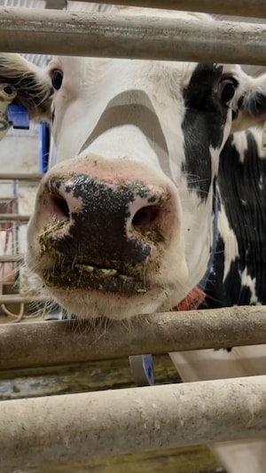 Une vache laitière au Manitoba le 12 mars 2024.