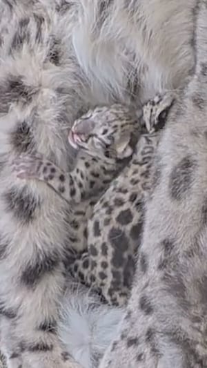 Les petits léopard des neiges.