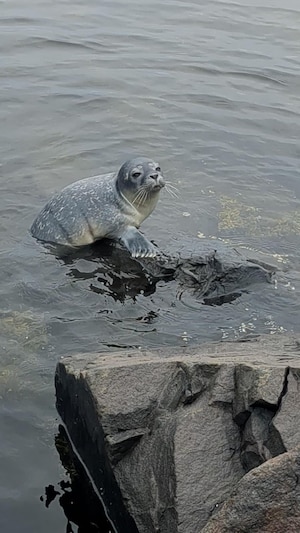 Samedi, un bébé phoque commun a été aperçu dans l'enrochement de la baie de Sept-Îles, à proximité de la tente jaune.