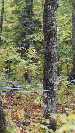 Des kilomètres de tubulures sont déployés sur le territoire non organisé Boisbouscache, au Bas-Saint-Laurent.