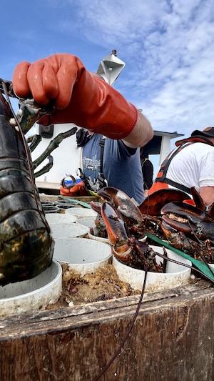 Un pêcheur nous montre un homard.