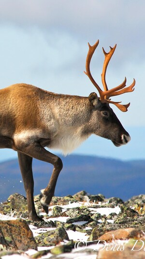 On voit un caribou mâle, de profil, avancer sur un sol rocheux, en hiver.